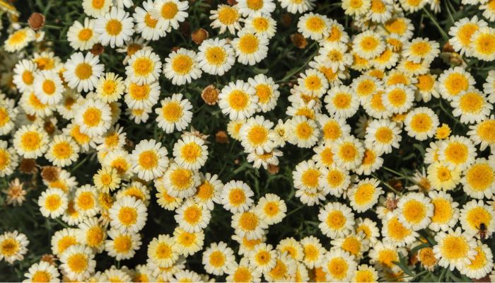  Símbolo da primavera, floricultura teve crescimento de 15,2% no Paraná